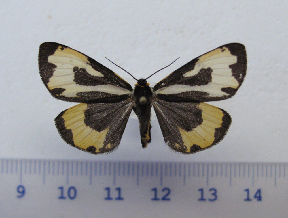 Parasemia plantaginis female (aberration mt. hamell, canada) (Internet Image property of respective owner, non-commercial use only)